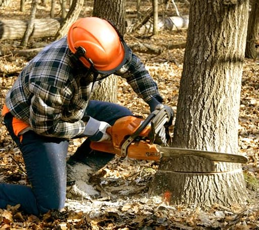 Tree Removal in Pittsburg, OK